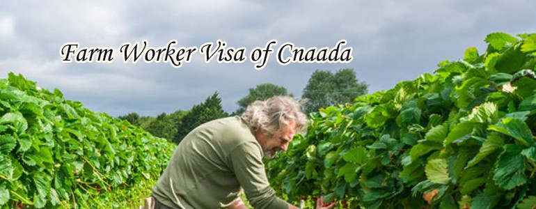 form work visa visa of Canada