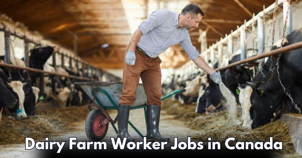 Dairy Farm Worker Jobs in Canada